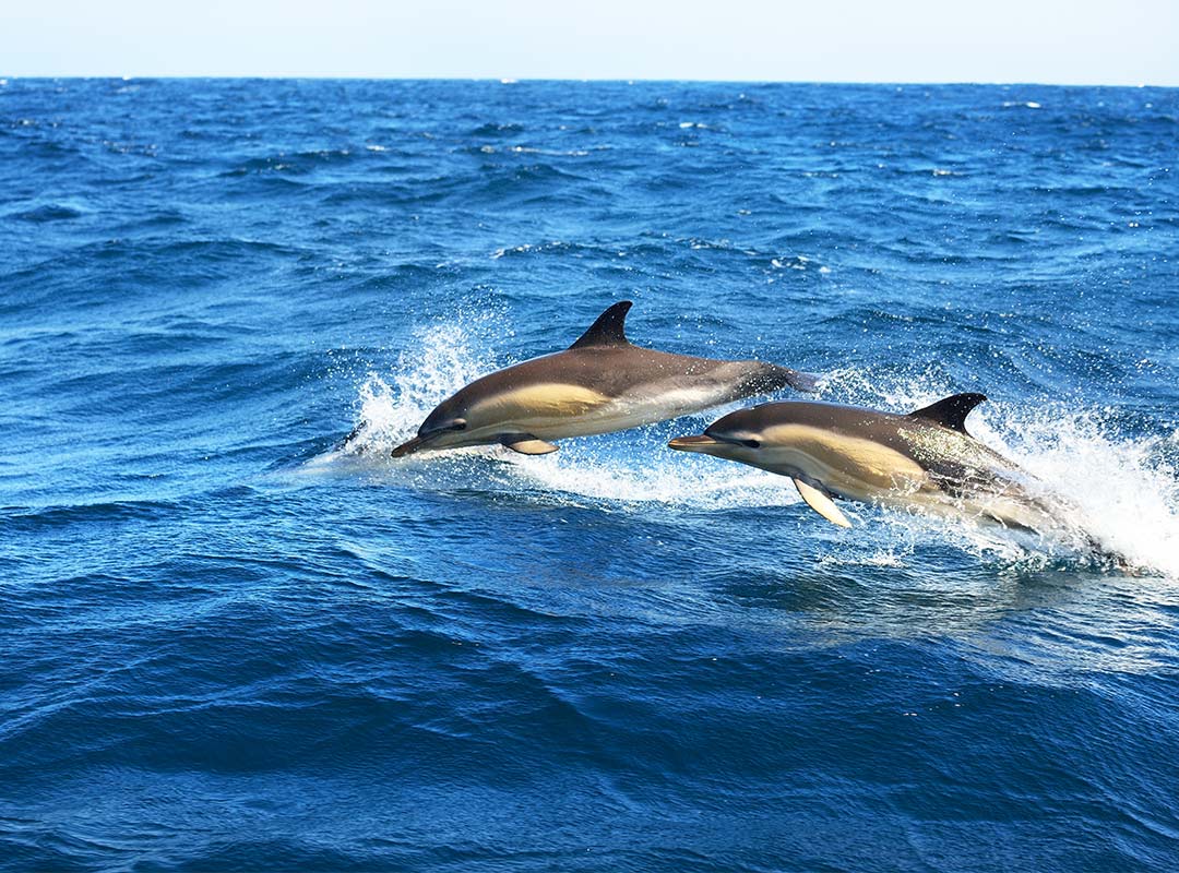 Dolphin seen from cruise ship