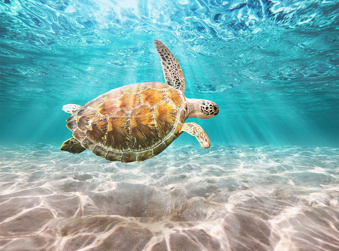 Turtle at Saadiyat Island