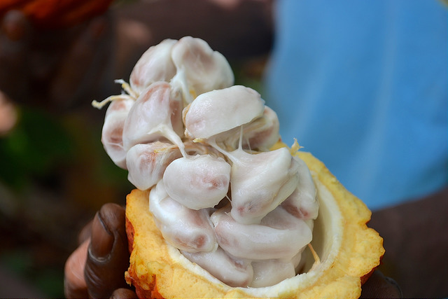 Cocoa plant