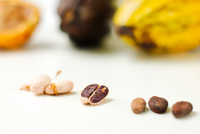 Cacao bean