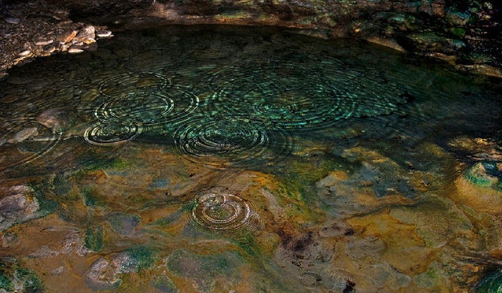 Animal flower cave