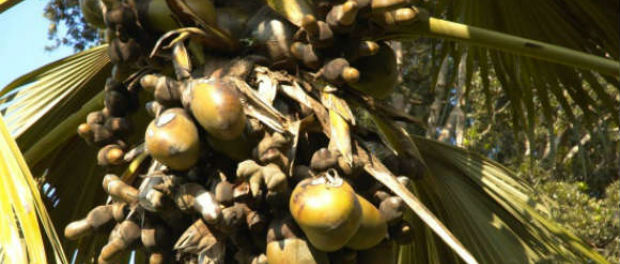 Coco de Mer close-up