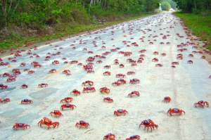 Crab Invasion