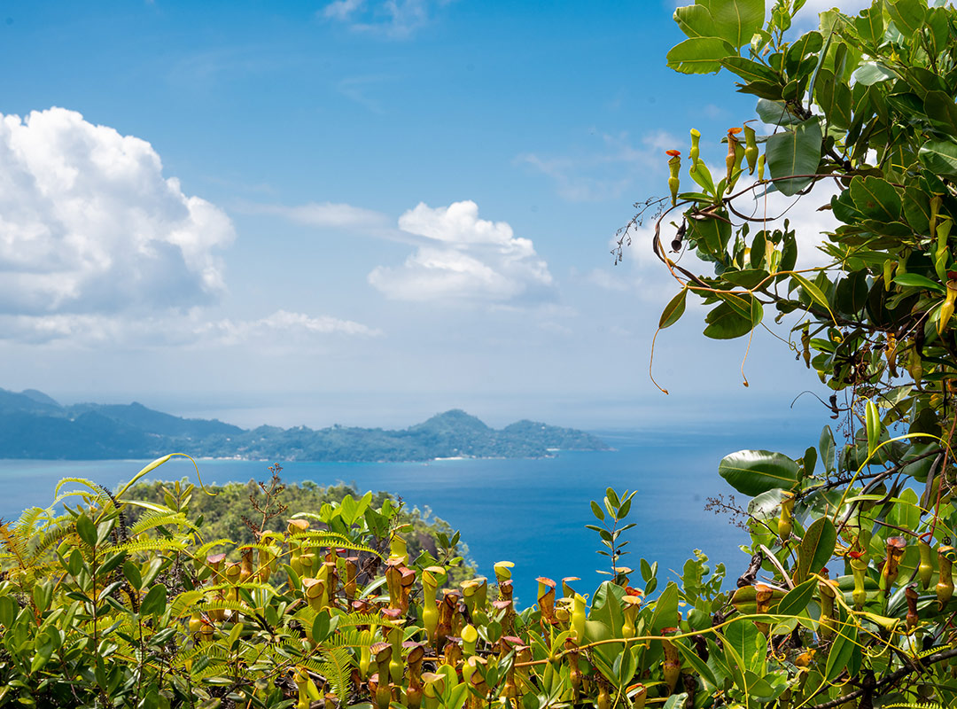 Morne Blanc