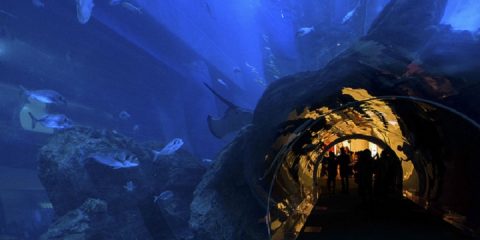 Dubai Aquarium and Underwater Zoo