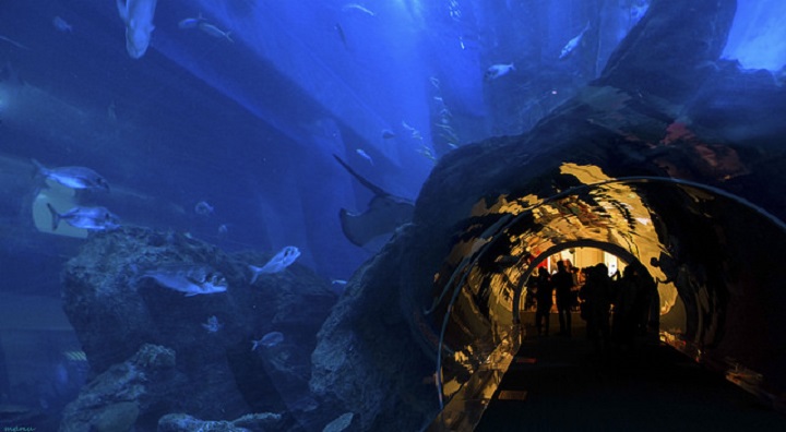 Dubai Aquarium and Underwater Zoo