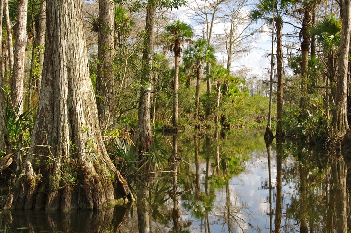 Mangroves in Everglades National Park