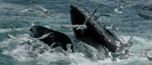 Wild beauty - a feeding whale.