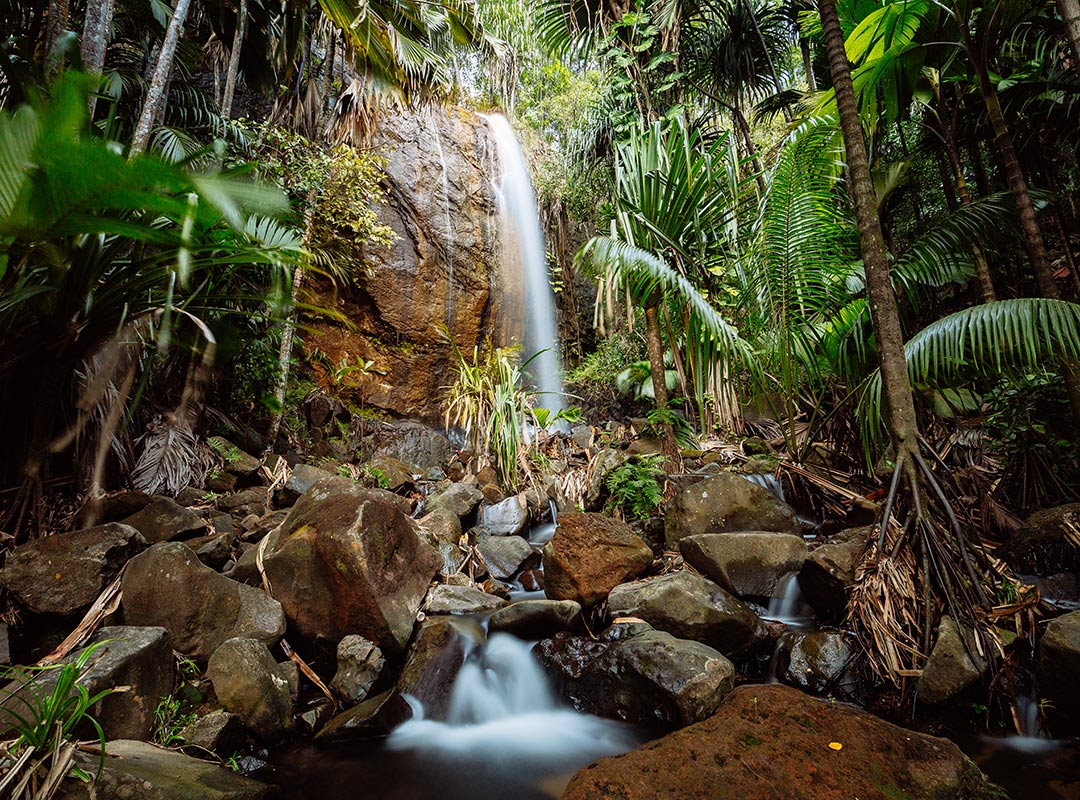 Vallée de Mai Nature Reserve