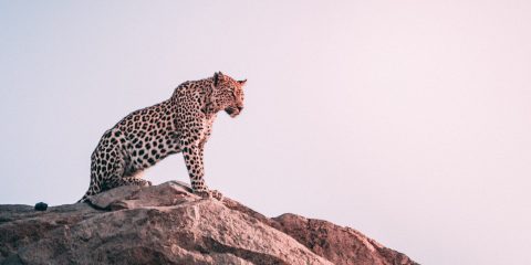 top-travel-tv-for-armchair-adventurers