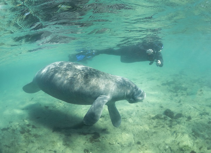 Swimming with manatees