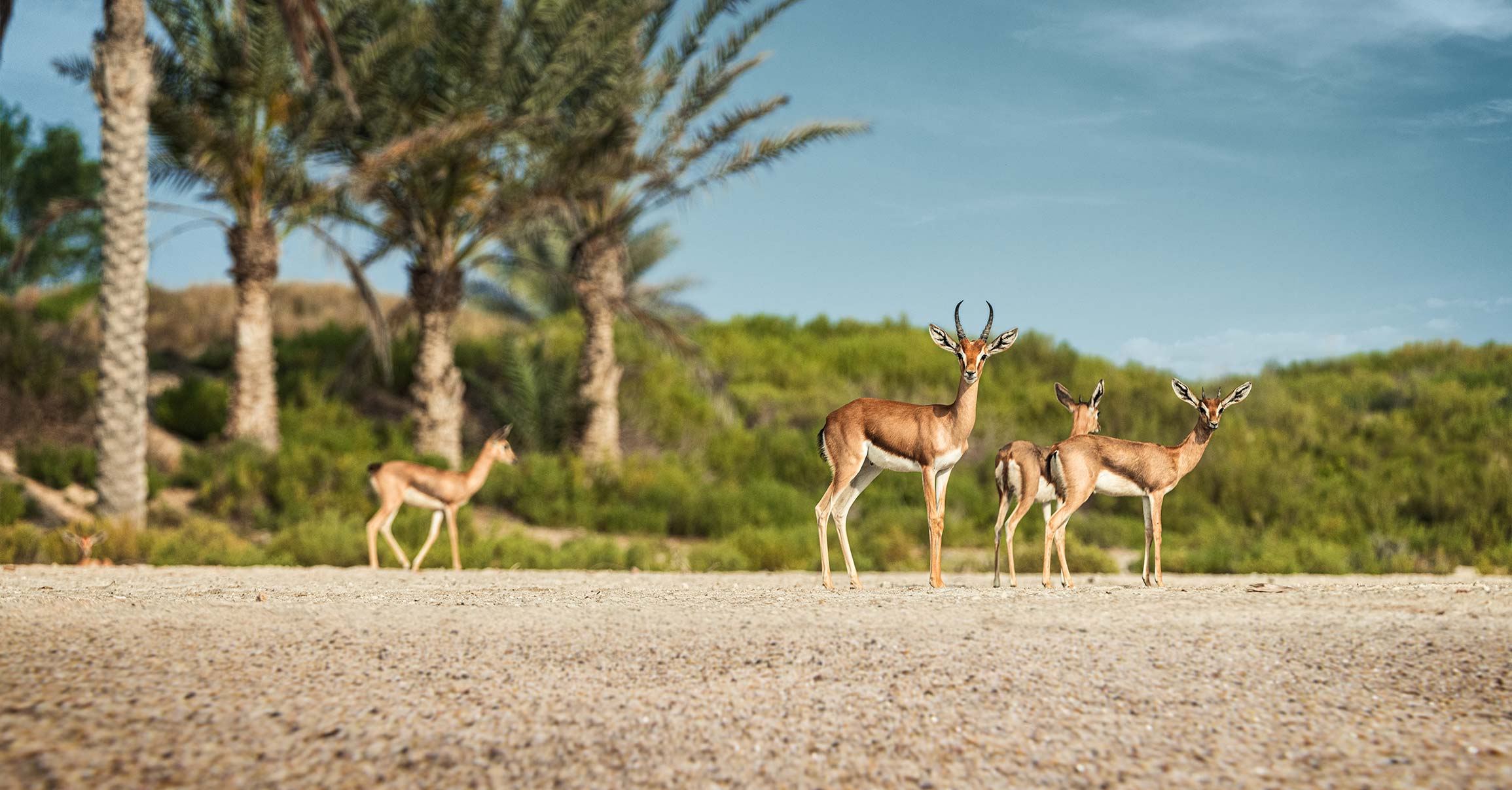 Arabian Deer Saadiyat Island