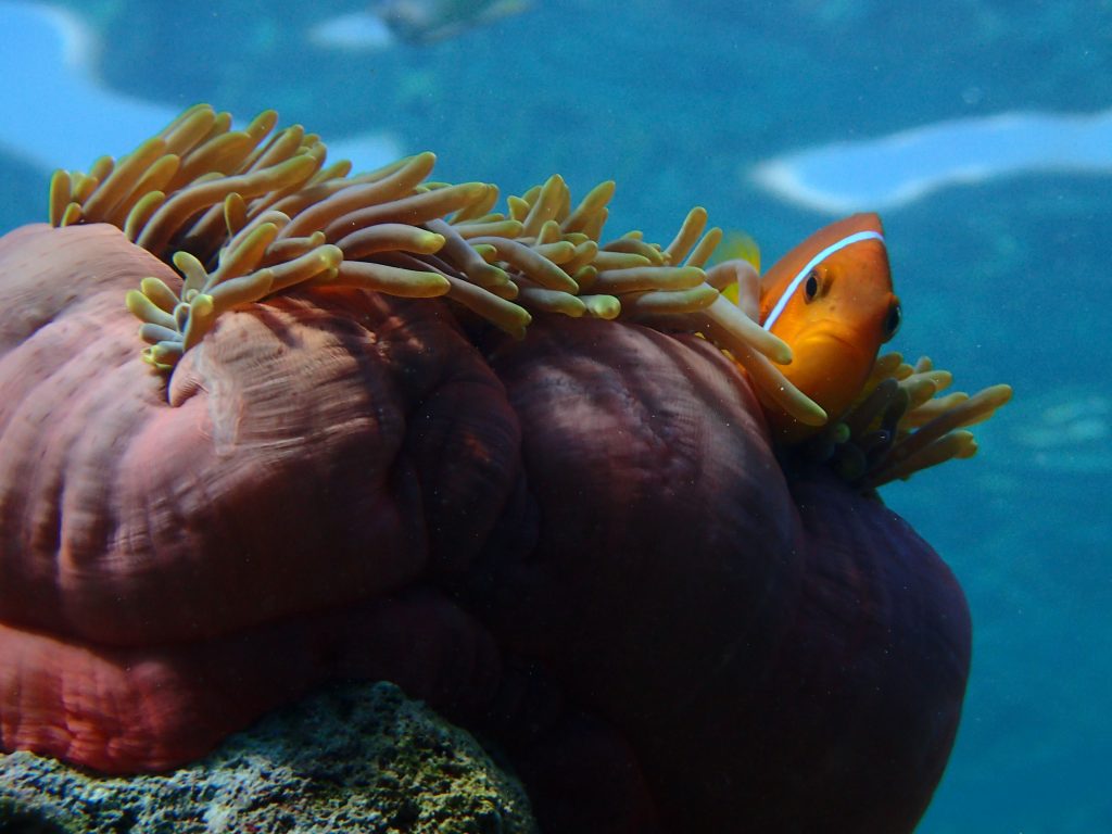Underwater Maldives: Milaidhoo House Reef