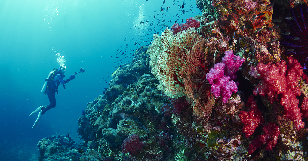 A diver looking at the sea life and corals in Thailand