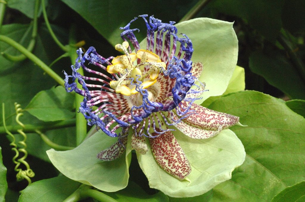 Passiflora platyloba Leu Gardens