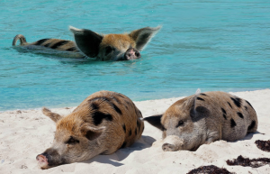 Pig Island