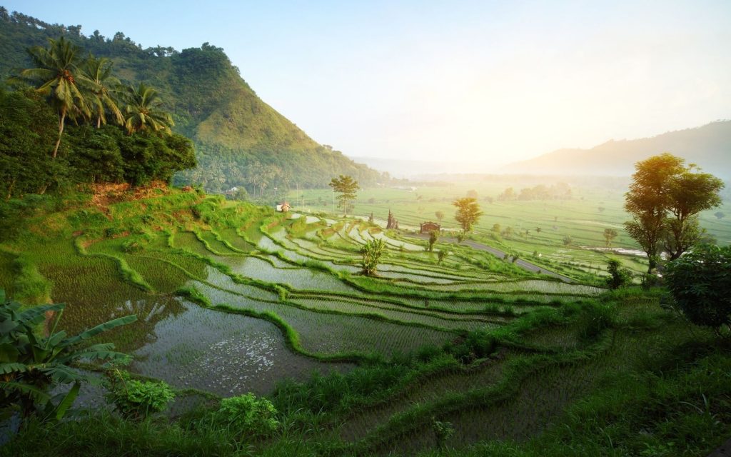 Rice terraces, Bali
