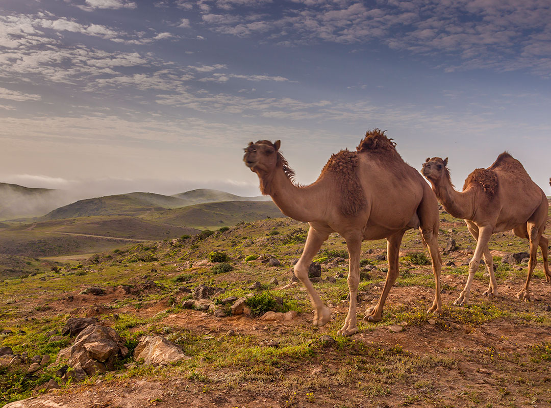 Salalah
