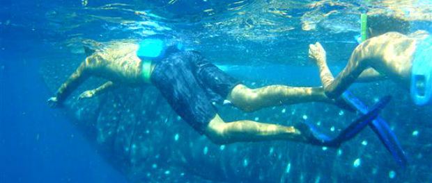 Swimming with whale sharks during a holiday in Cancun