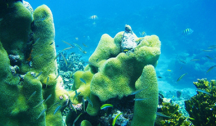 Snorkelling