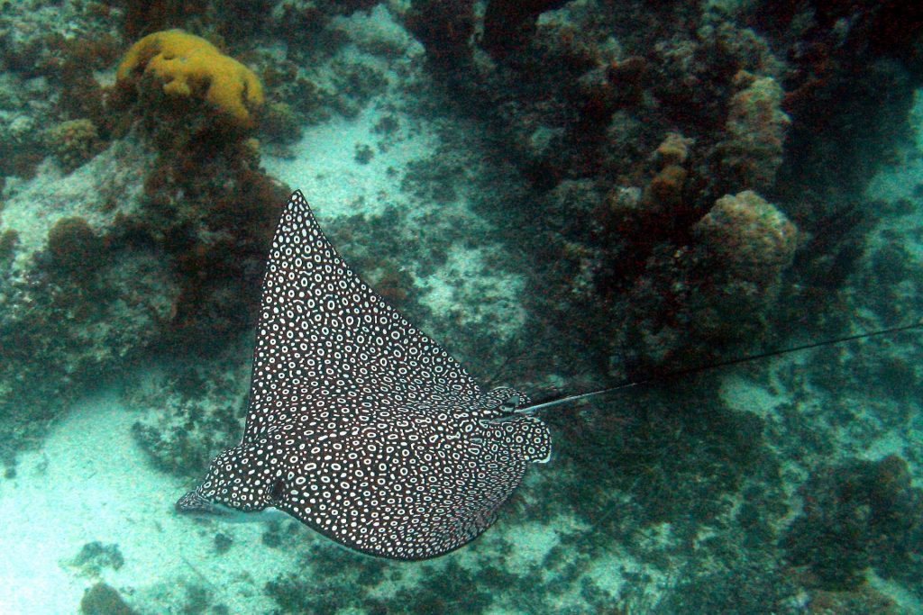 Stingray