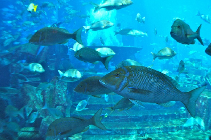 The Lost Chambers Aquarium