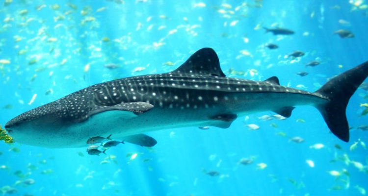 Yucatan Whale Sharks