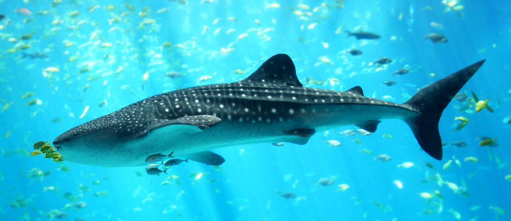 Yucatan Whale Sharks