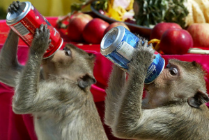 monkeys