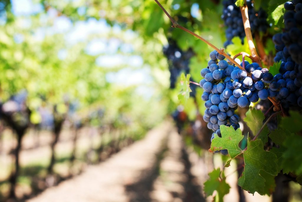 Ibiza no clubbing - vineyards