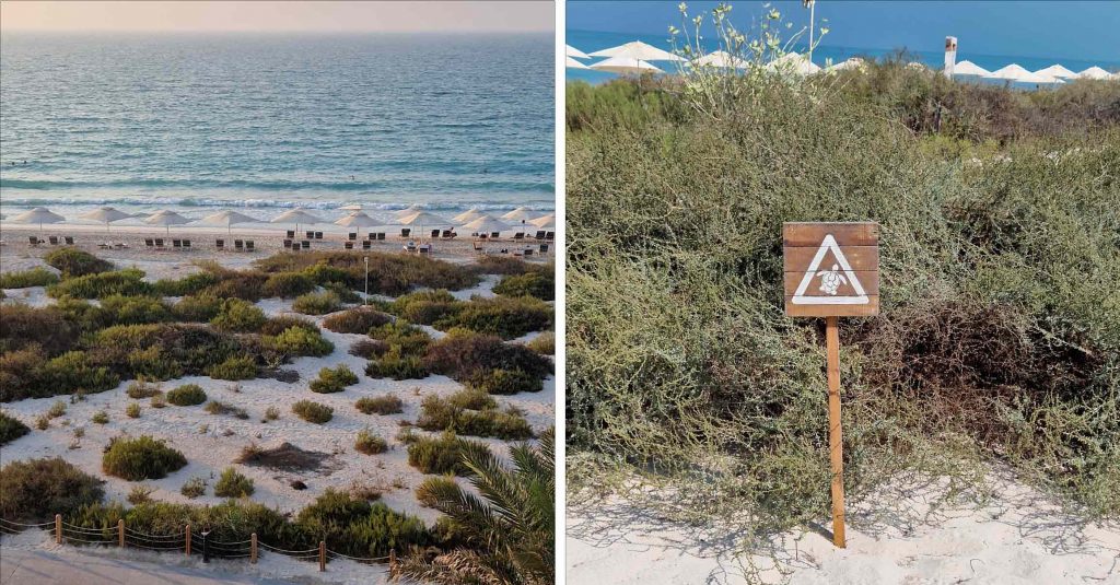 Turtle nesting ground, Jumeirah at Saadiyat Island Resort