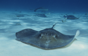 stingray city
