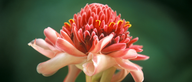 Nature of Saint Lucia