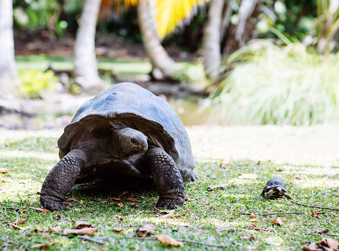 giant tortoises of Curieuse Island