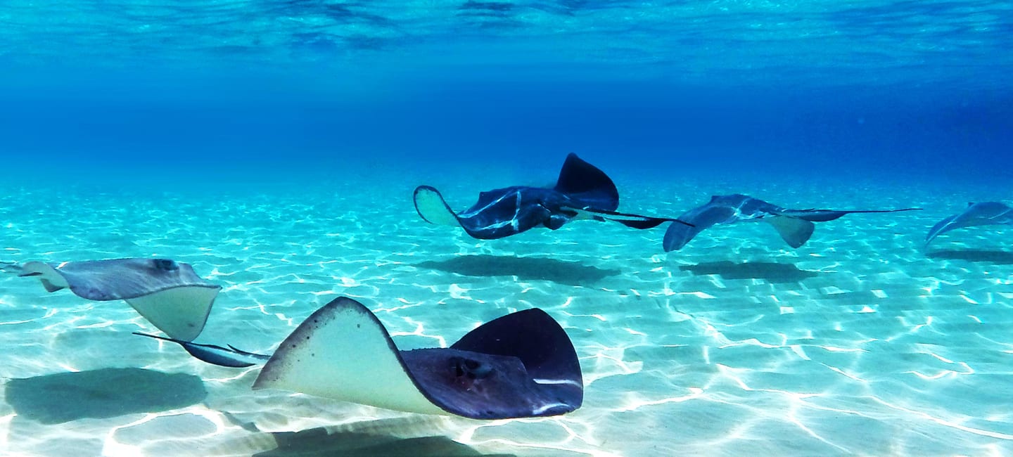 Cayman Islands Hotels