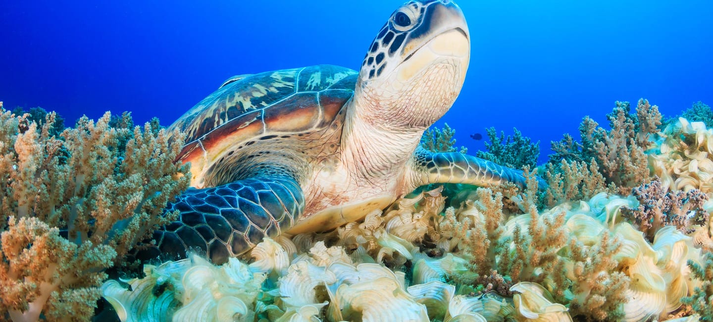 Lombok & Gili Islands Hotels