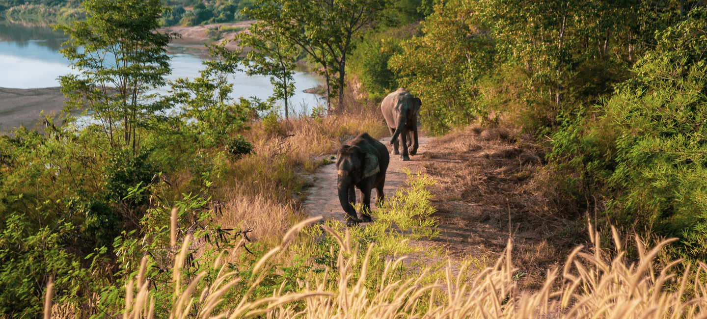 Elephant Hills & Beach Getaway