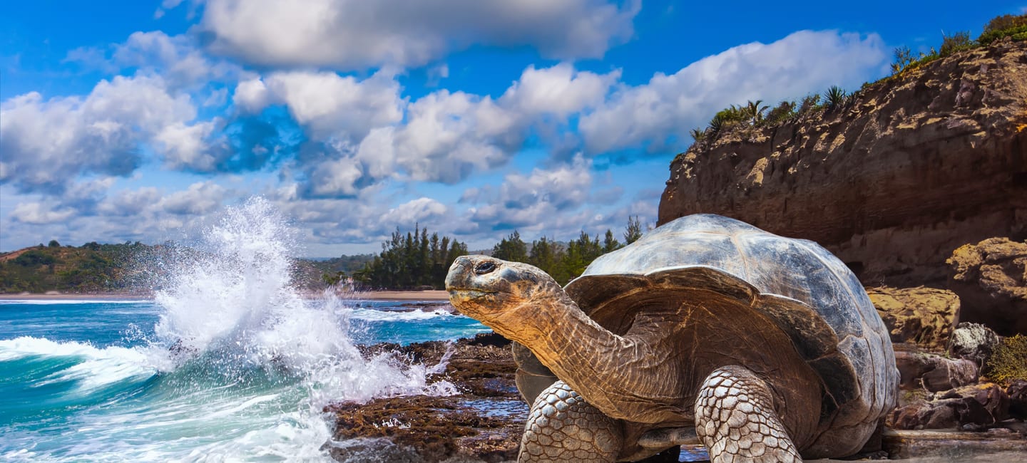 Galapagos Cruises