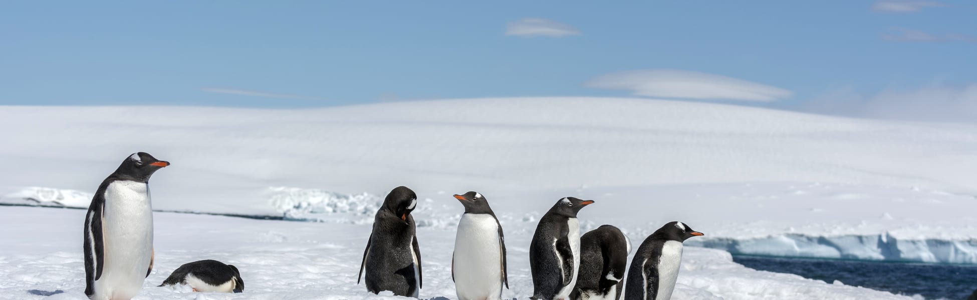 Gentoo Penguin - South Shetland Islands - Antarctic_001