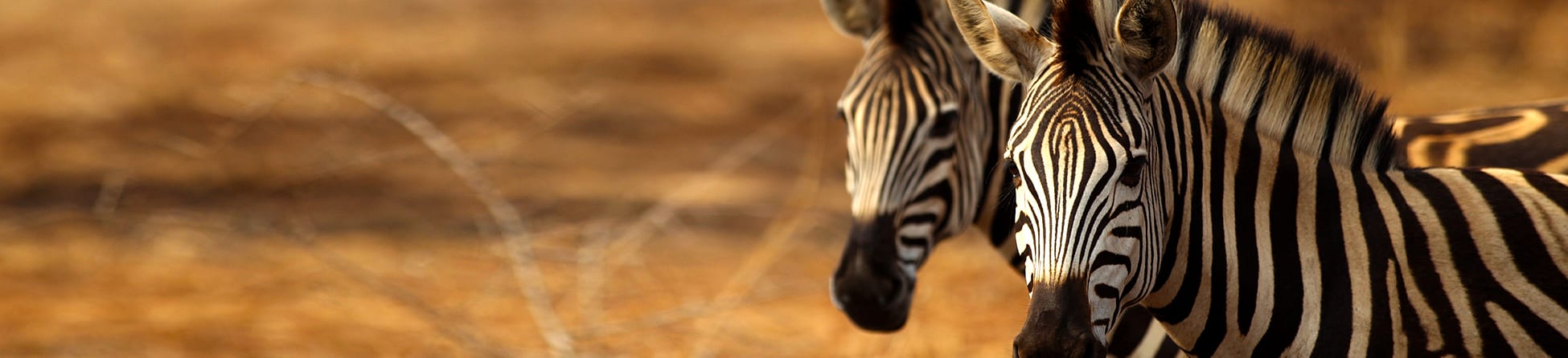 south-africa1