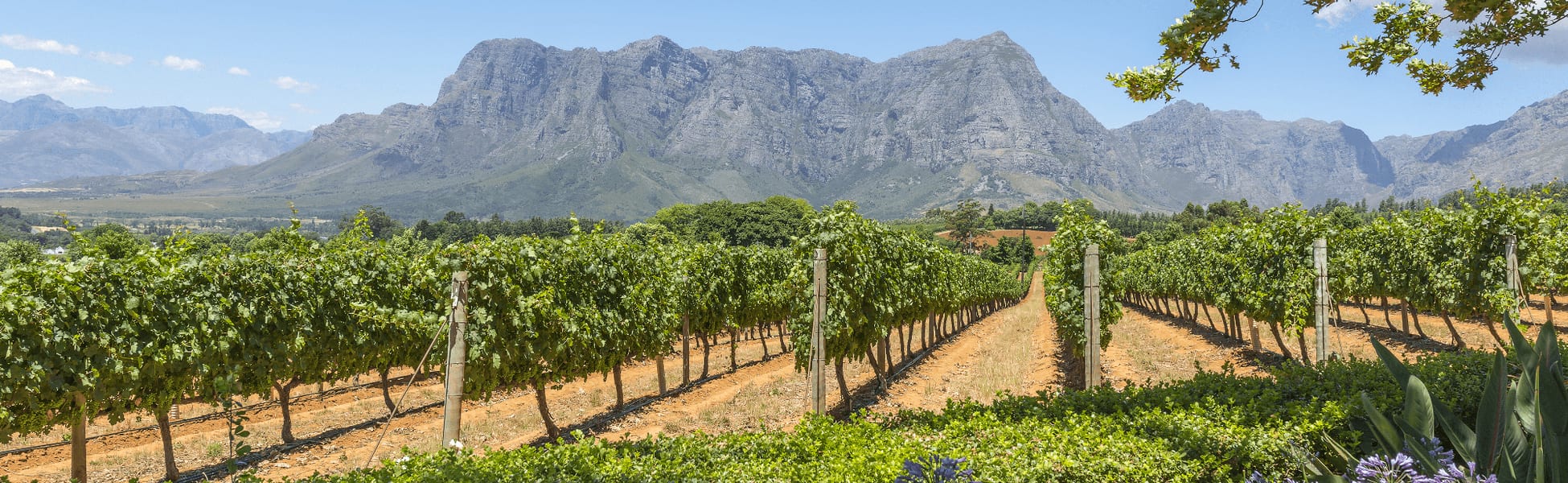winelands1