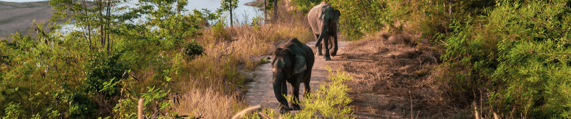 Elephant Hills & Beach Getaway