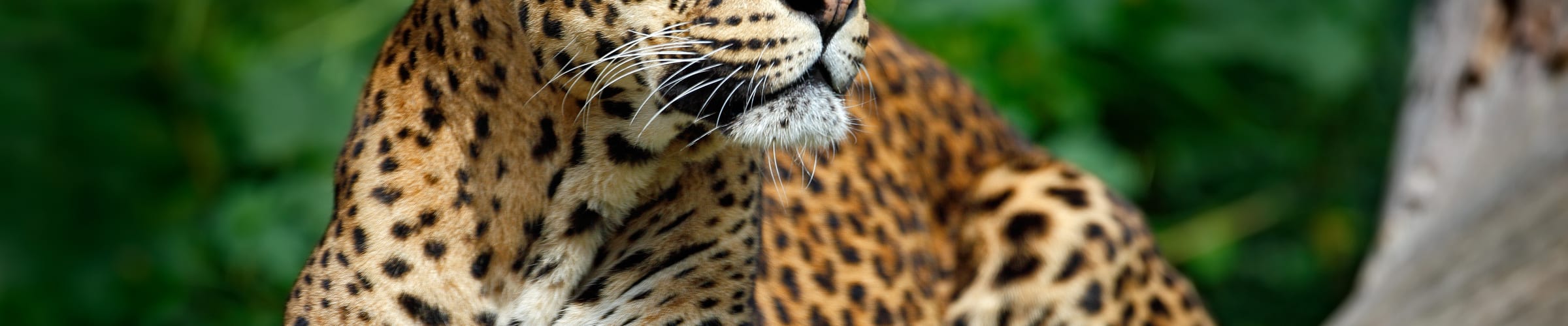 Yala National Park Safari