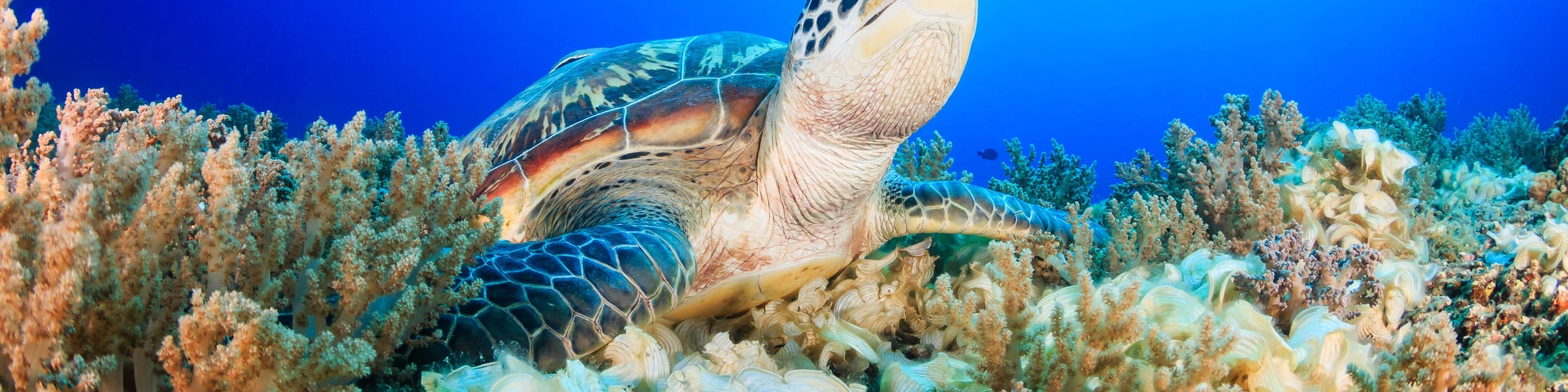 Lombok & Gili Islands Hotels