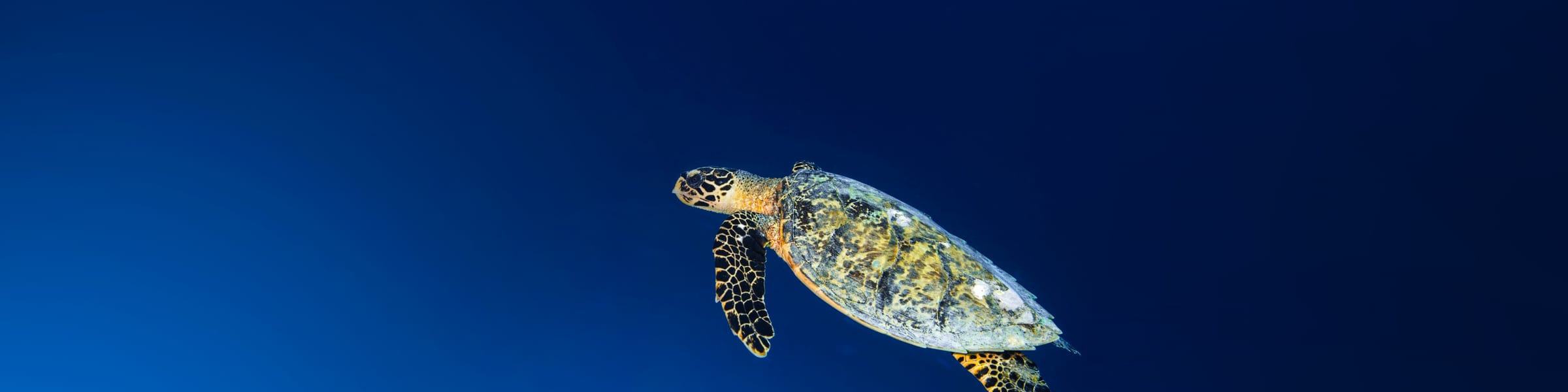 Six Senses Hotels, Resorts & Spas