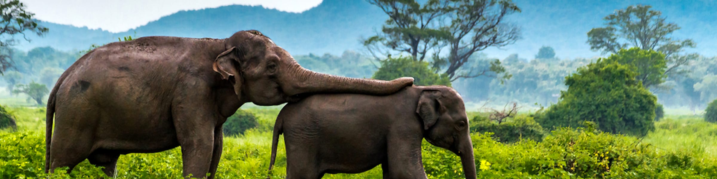 Sri Lanka Wildlife 4 Night Private Tour