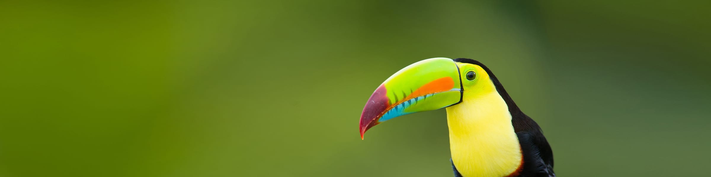 Caribbean Special Offers