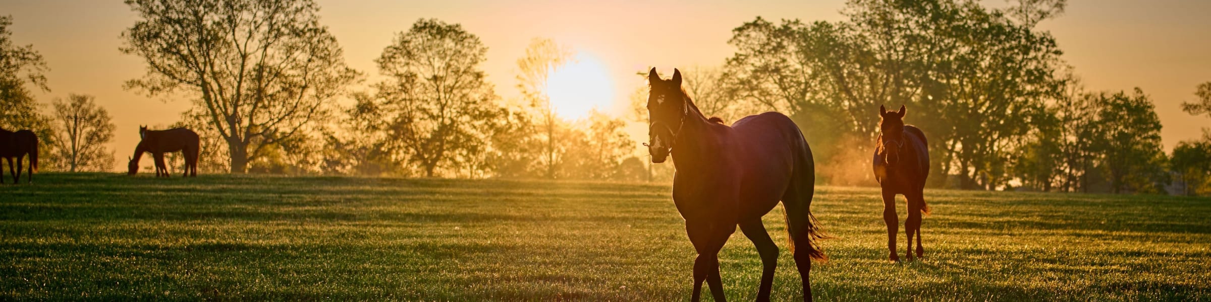 Bluegrass & Bourbon Trail - 10 Day Self Drive with flights