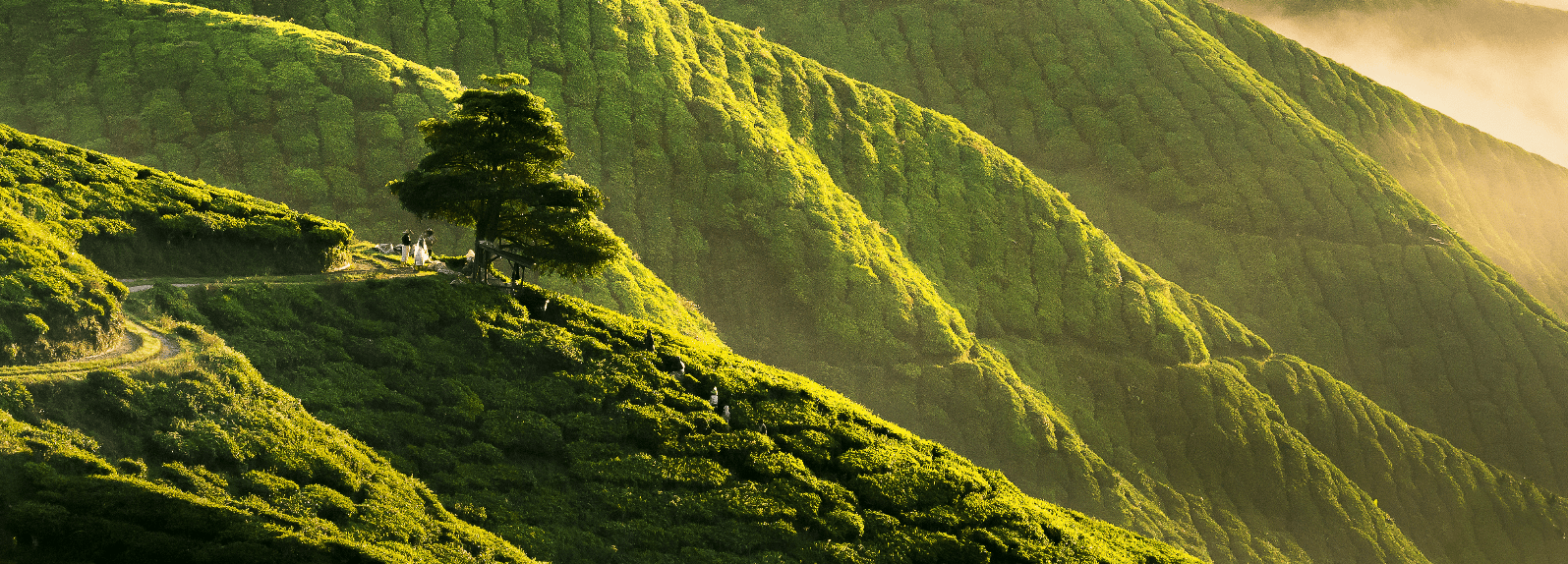 Kuala Lumpur, Cameron Highlands & Penang Tour