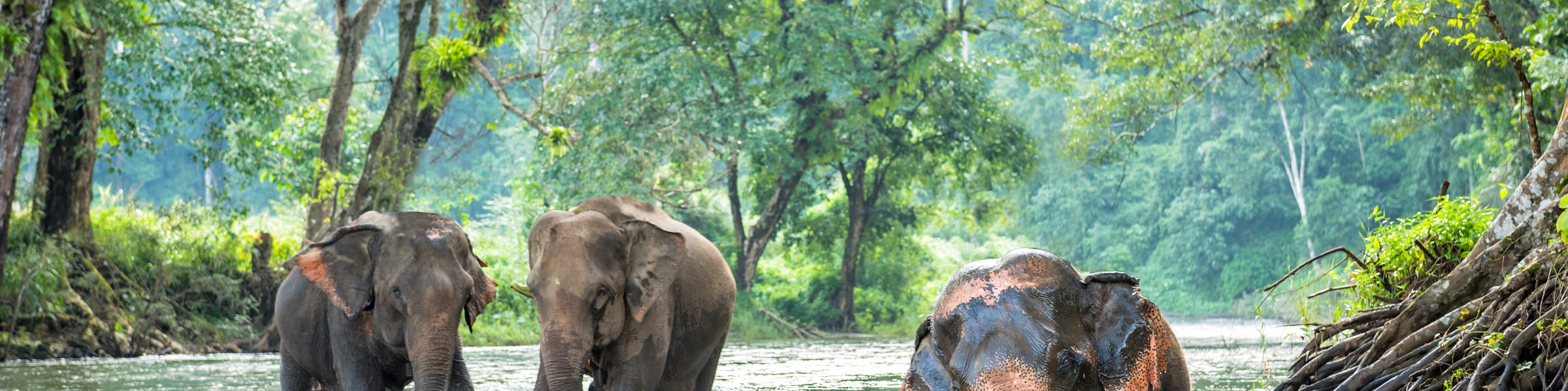 Elephant Hills The Elephant Camp